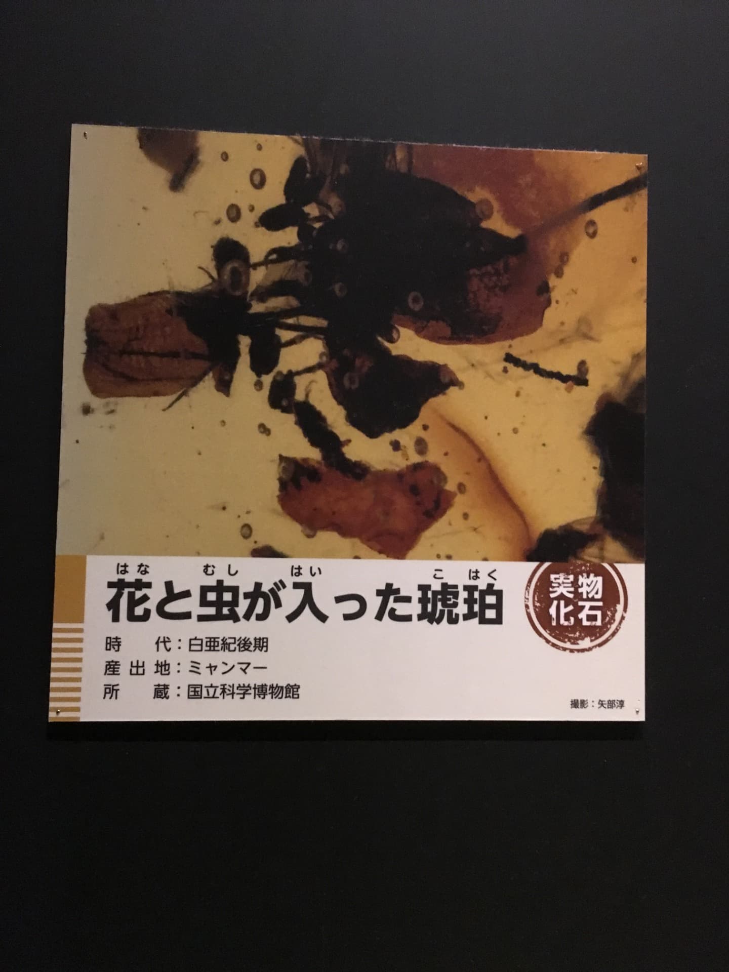 イベント: 恐竜博2016の写真