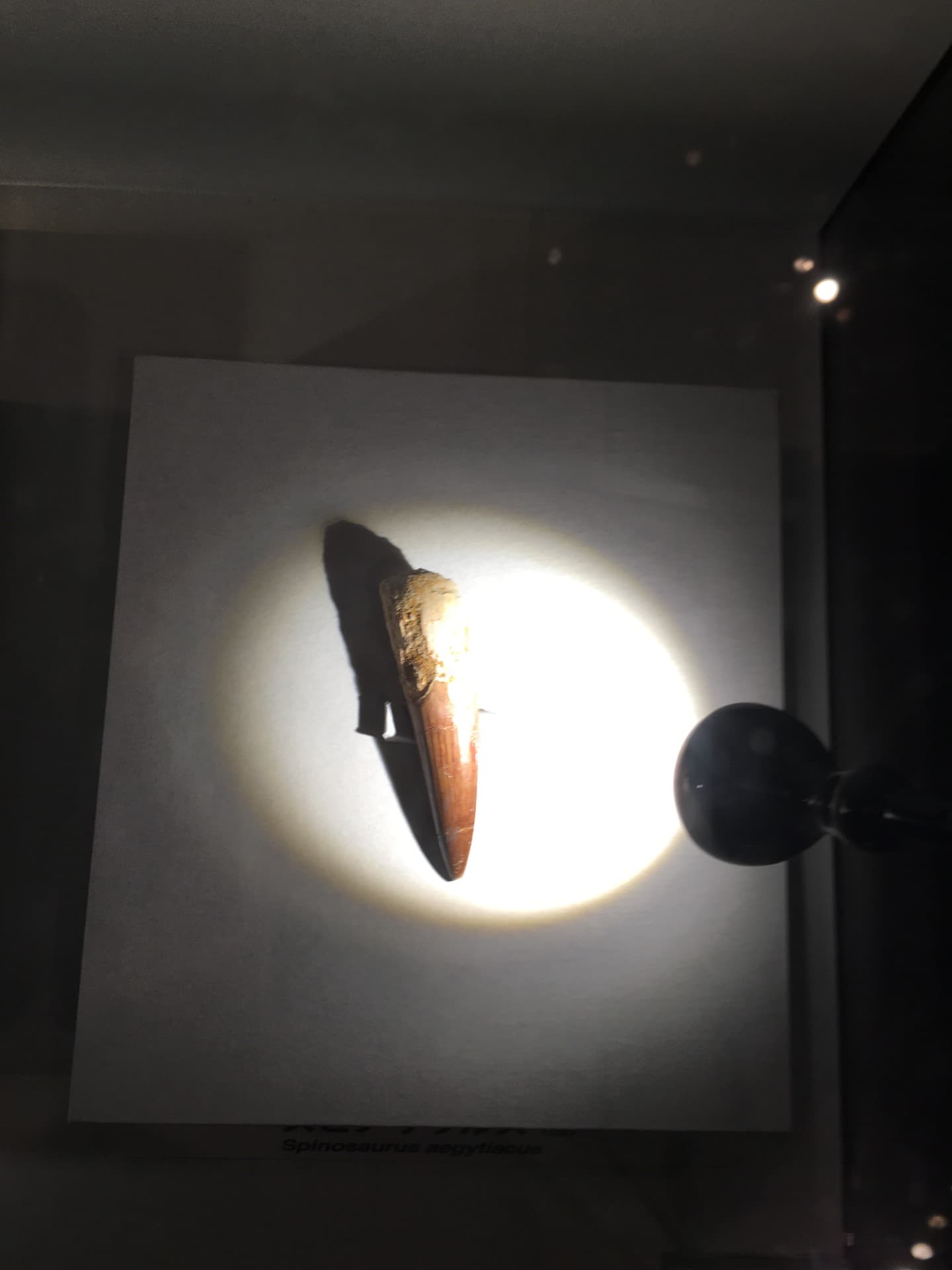スピノサウルス / イベント: 恐竜博2016の写真