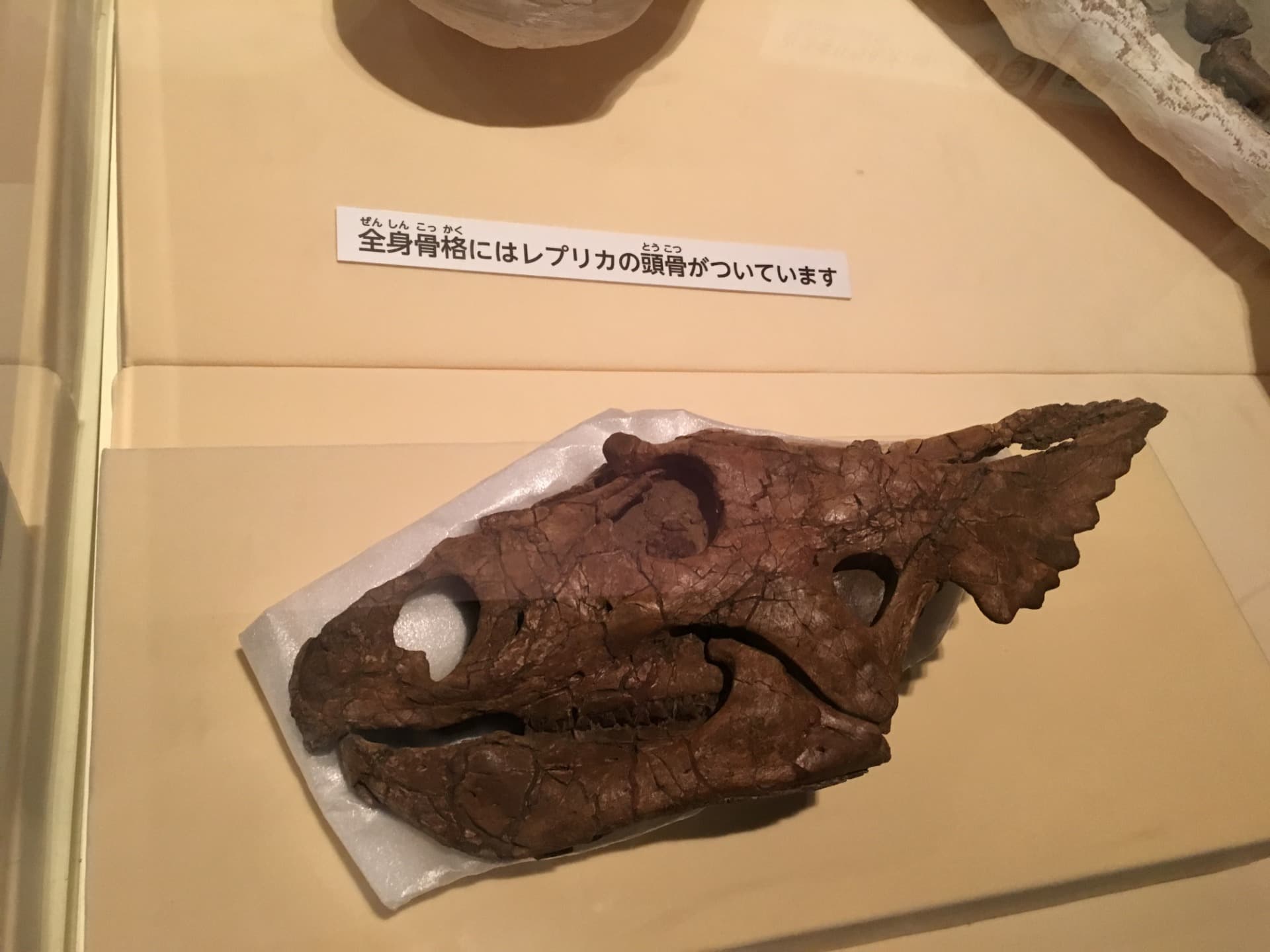 カスモサウルス / イベント: 恐竜博2016の写真