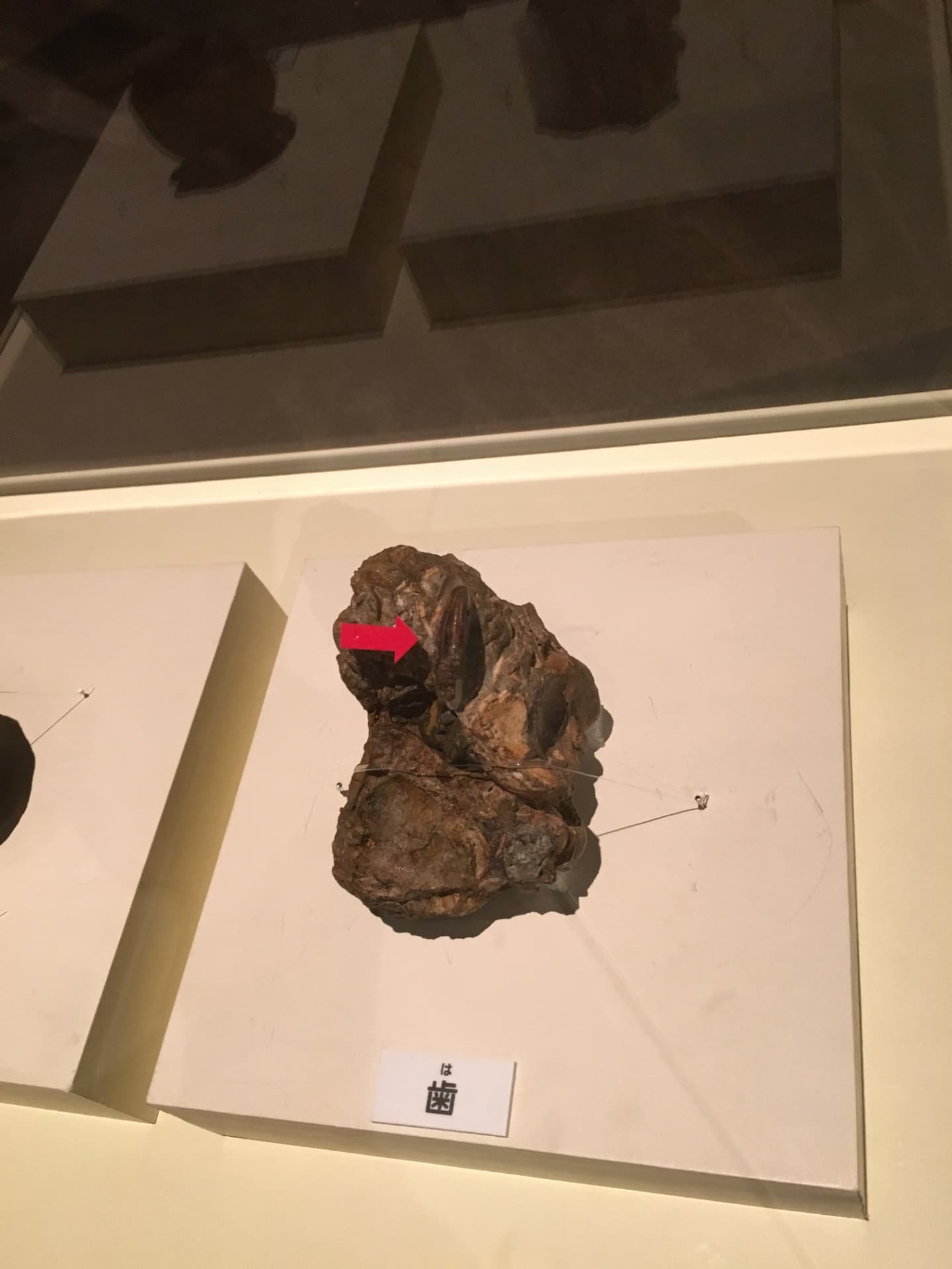  ハドロサウルス型類 / イベント: 恐竜博2016の写真