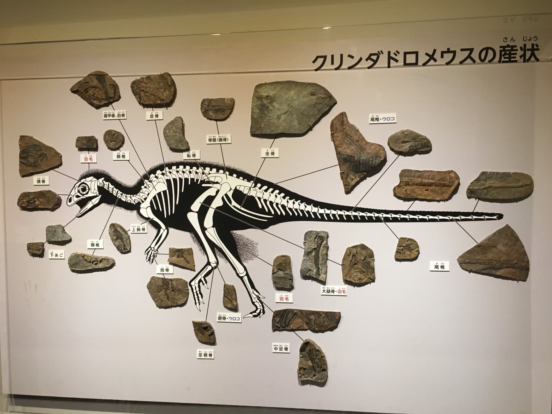 クリンダドロメウス / イベント: 恐竜博2016の写真