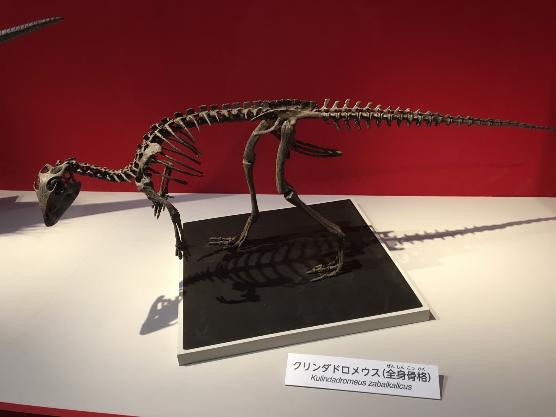 クリンダドロメウス / イベント: 恐竜博2016の写真