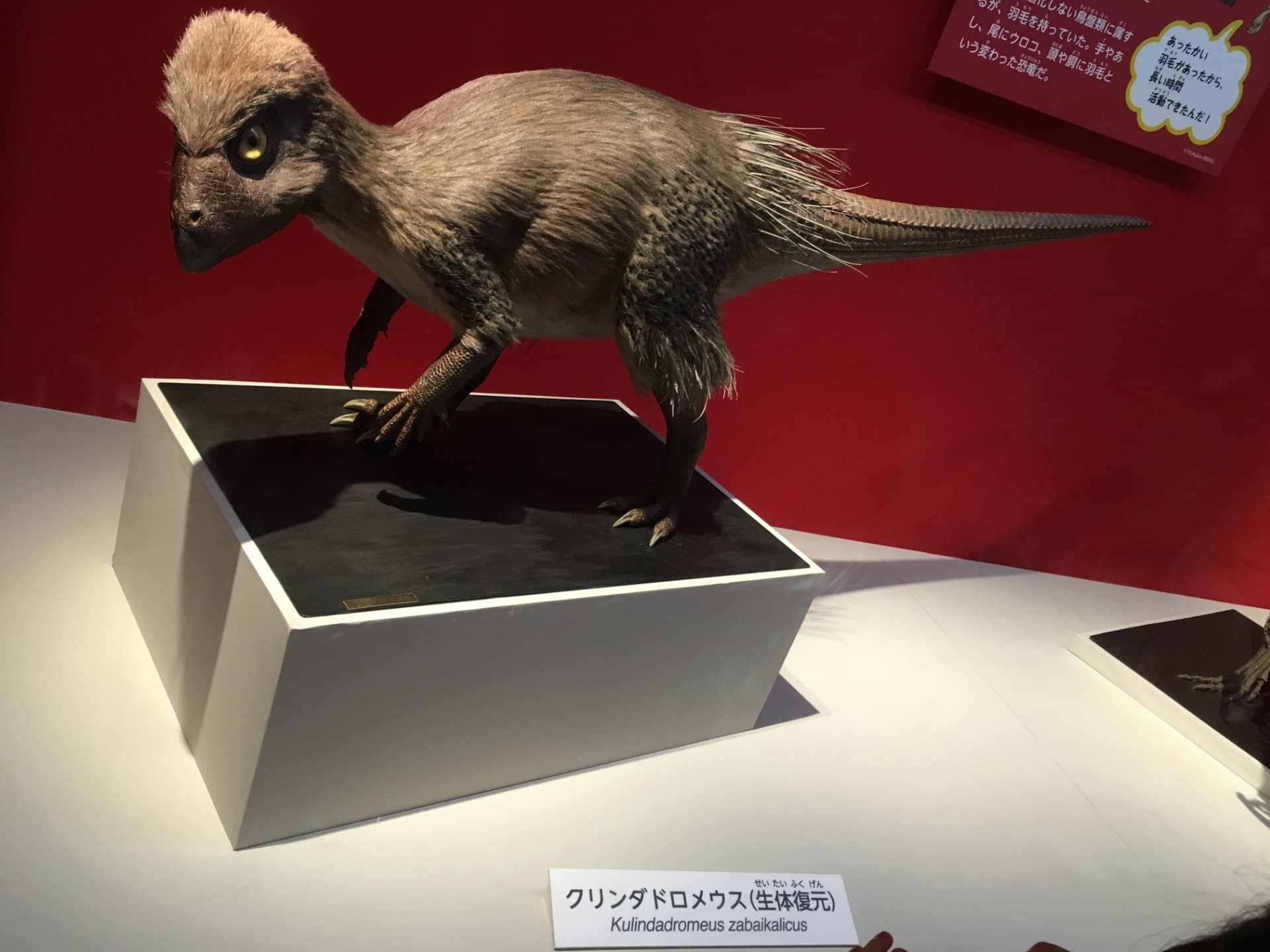 クリンダドロメウス / イベント: 恐竜博2016の写真