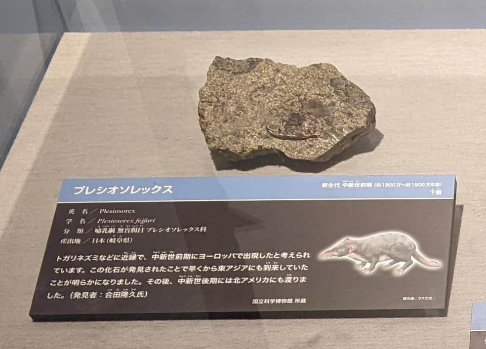 プレシオソレックス / イベント: 化石ハンター展 ～ゴビ砂漠の恐竜とヒマラヤの超大型獣～の写真