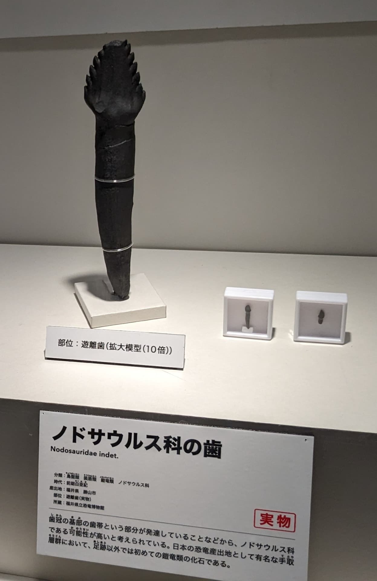 ノドサウルス科 / イベント: 恐竜博2023の写真