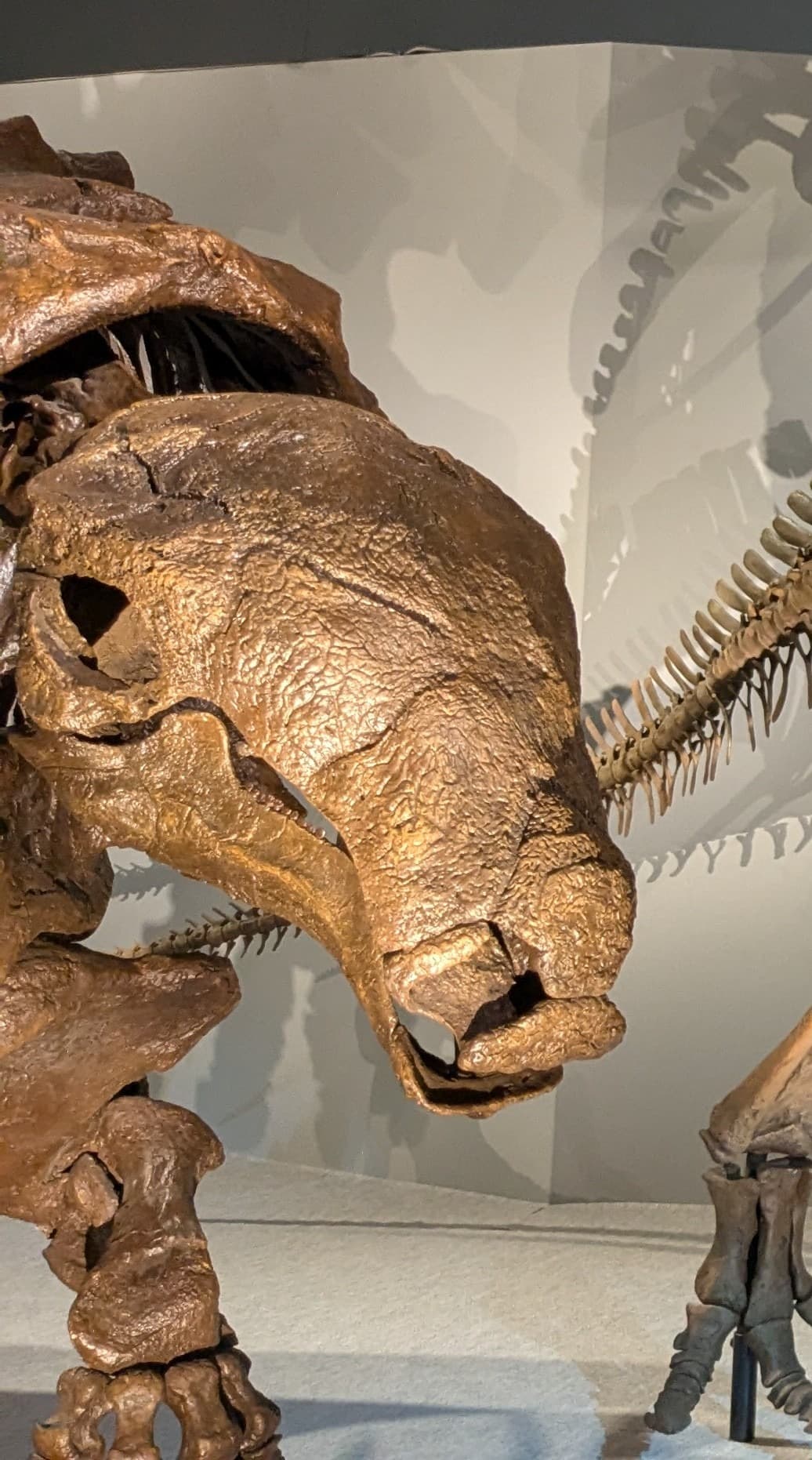 デンヴァーサウルス / イベント: DinoScience 恐竜科学博 ～ララミディア大陸の恐竜物語～の写真