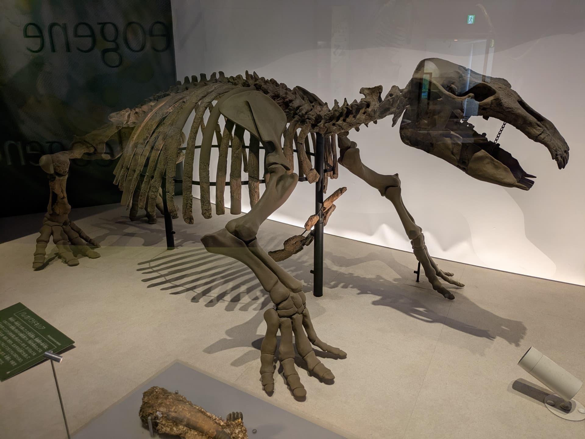 パレオパラドキシア / 撮影地: のんほいパーク(豊橋総合動植物公園)の写真
