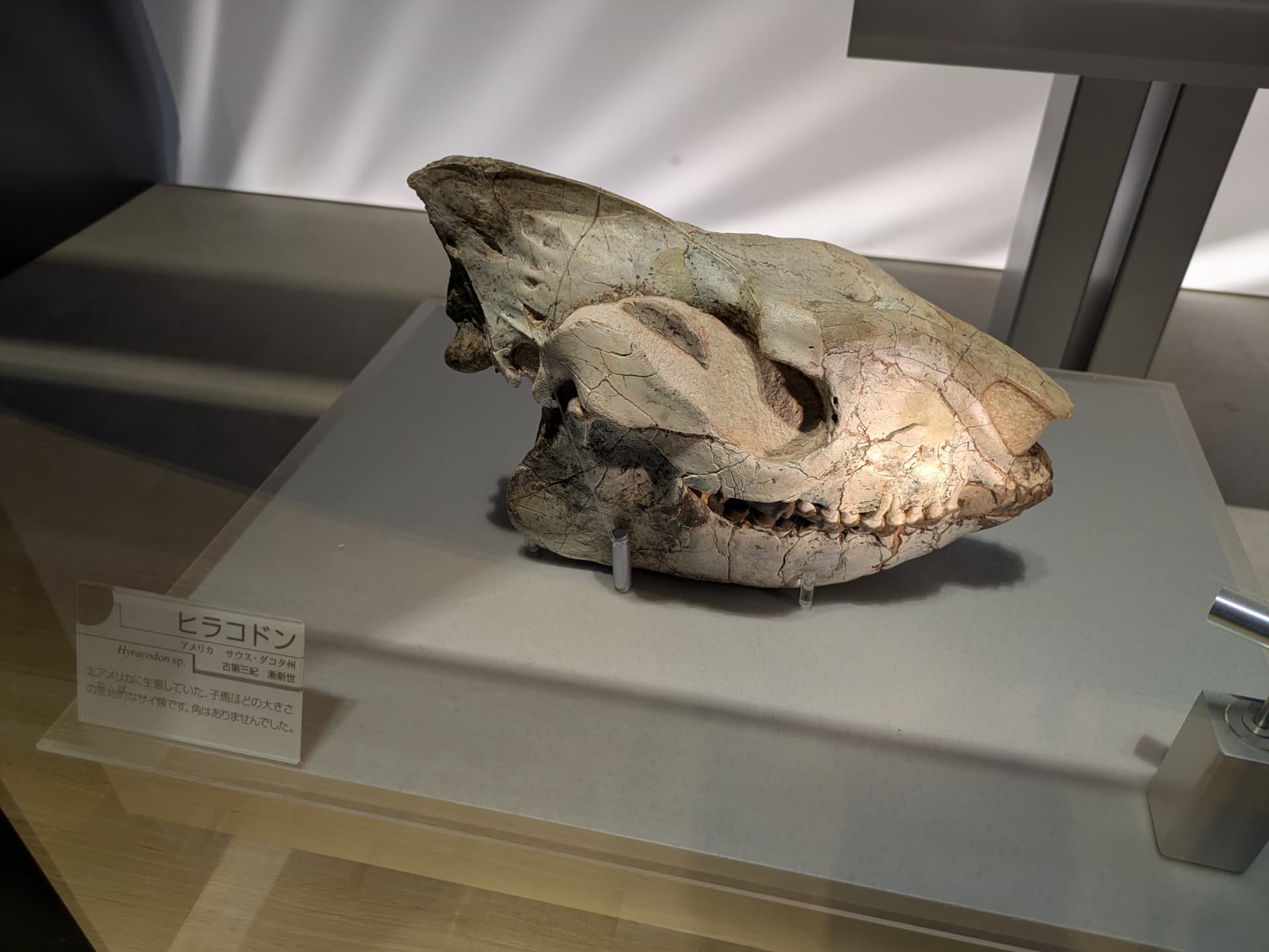 ヒラコドン / 撮影地: のんほいパーク(豊橋総合動植物公園)の写真