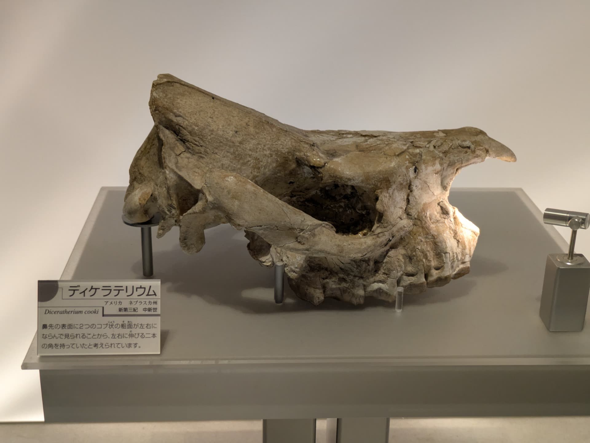 ディケラテリウム / 撮影地: のんほいパーク(豊橋総合動植物公園)の写真