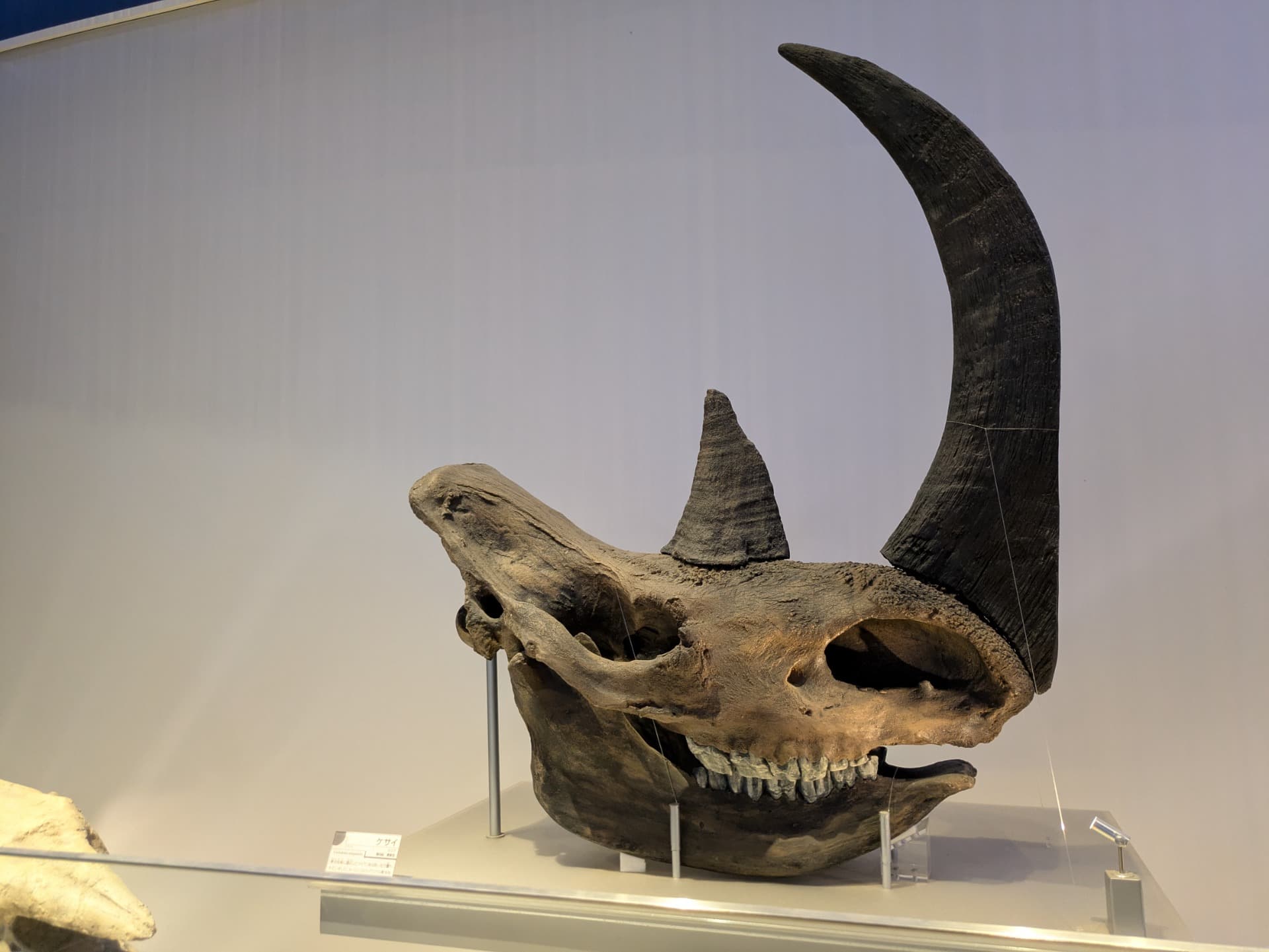ケブカサイ / 撮影地: のんほいパーク(豊橋総合動植物公園)の写真